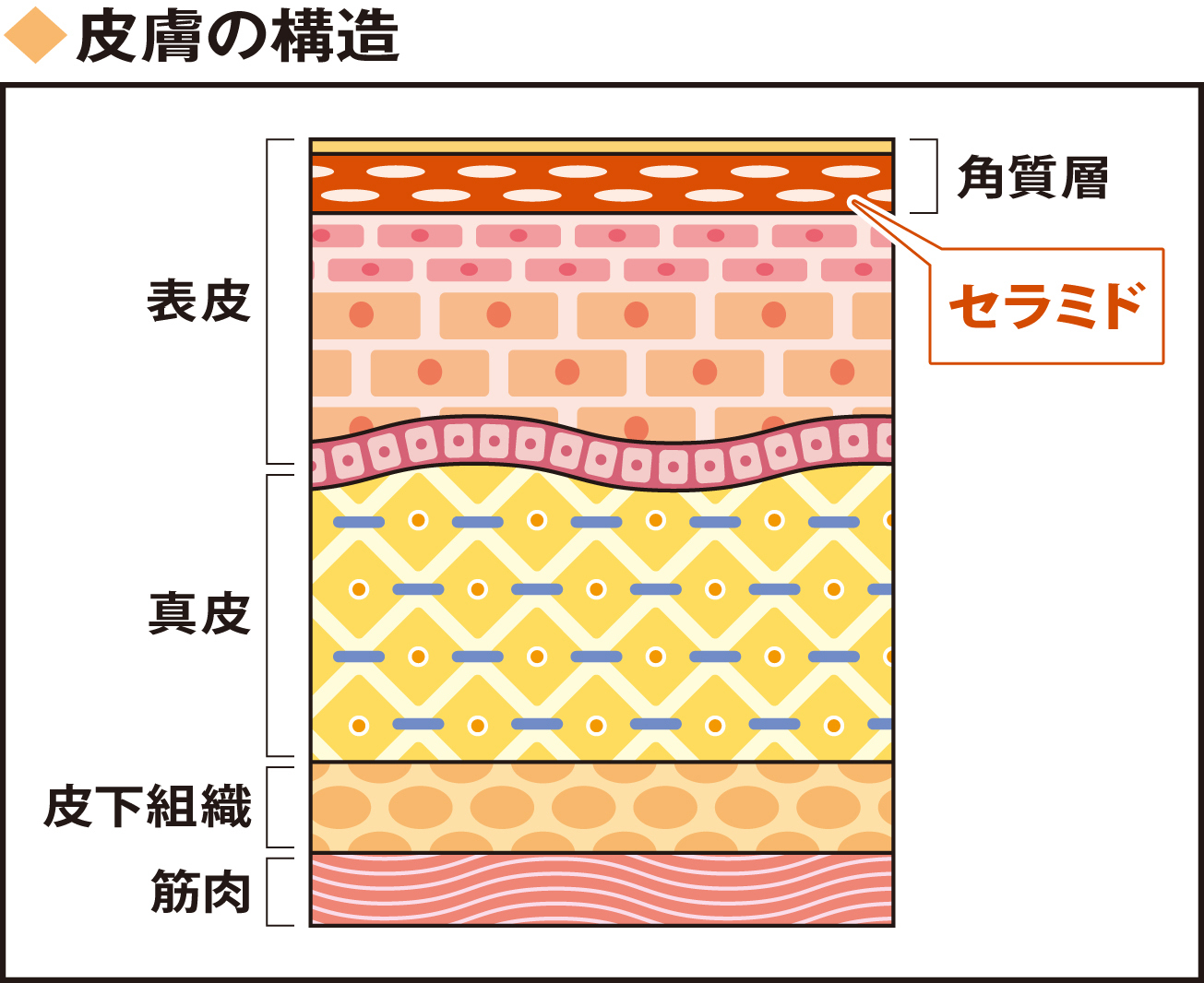 皮膚の構造