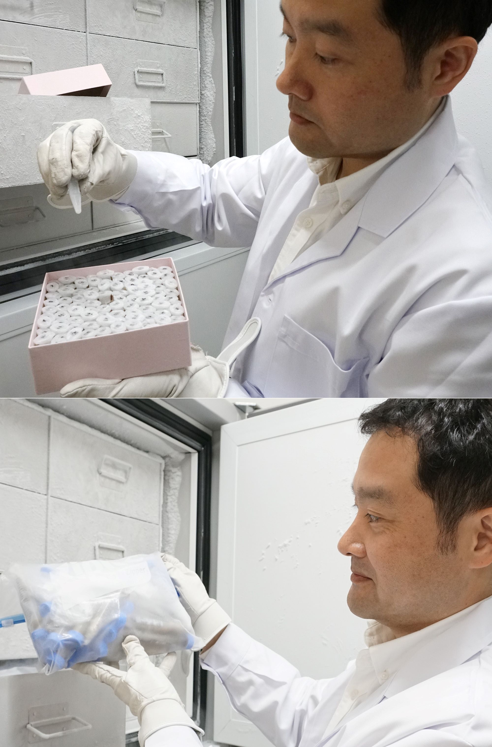 マイナス８０度の冷凍庫の中に、検体の便や、便と分離させた腸内細菌から抽出したDNAを保存している