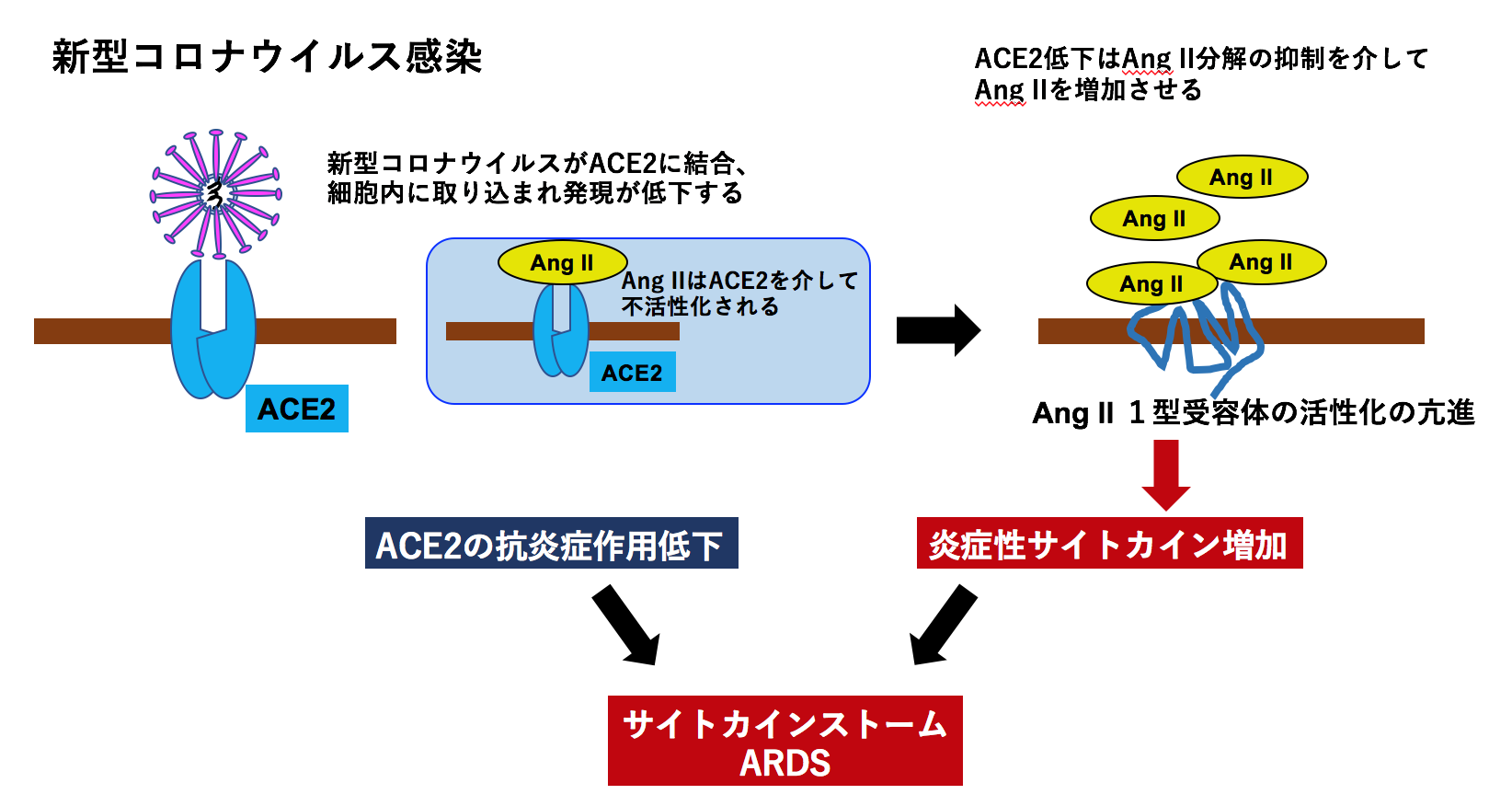 図1：新型コロナウイルス感染症の病態とレニン-アンジオテンシン系、ACE2との関係