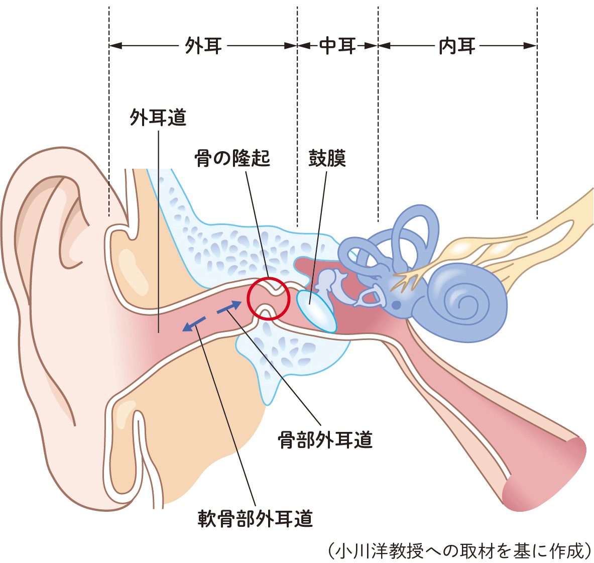耳の構造と骨の隆起