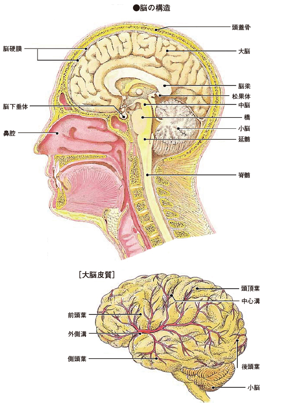 解剖 生理学 人体 の 構造 と 機能