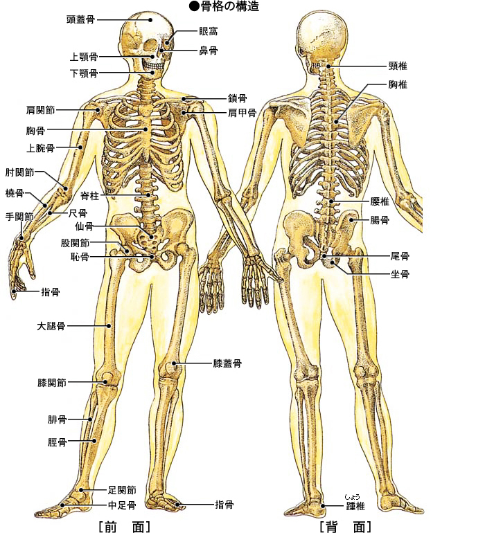 骨格の構造 家庭の医学 時事メディカル