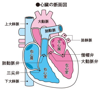 心臓の構造と血液の循環 家庭の医学 時事メディカル