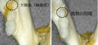 先天性無歯症で一部の歯がないマウスの口内（写真左）と、薬剤の投与により歯が回復したマウスの口内（北野病院提供）