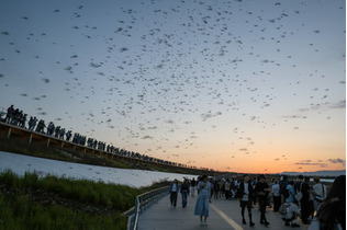 羽虫大量発生、歯止めかからず＝「ユスリカ」対策急ぐ―大阪・関西万博