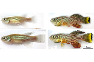 生殖細胞が寿命に影響＝短命小魚で遺伝子操作実験―大阪大