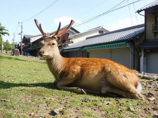 奈良公園に生息する野生のニホンジカ＝２３日午後、奈良市

