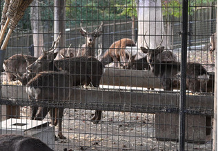 「鹿苑」の特別柵内で飼育されている雄ジカ＝２４日午後、奈良市
