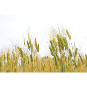 マルヤナギのもち麦商品に使用「北播磨のもち麦キラリモチ」が“ひょうご農畜水産物ブランド戦略”策定品目に