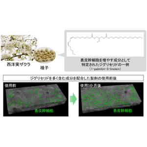 植物エキスに含まれる肌の幹細胞を増やす成分として「ジグリセリド」を特定