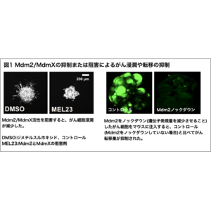 がんの転移を調節するタンパク質Mdm2と新たな仕組みを発見～がんの新たな治療薬の開発につながる可能性～