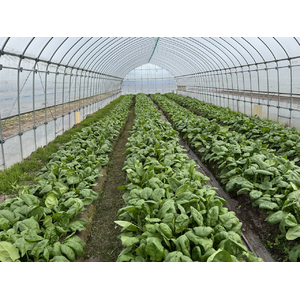 LIFULL Agri Loop、鉄触媒を活用した農業活性化プロジェクトで成果