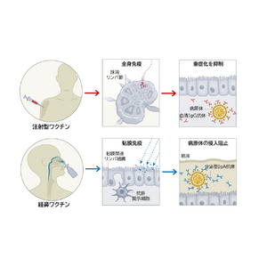 鼻から投与する「経鼻ワクチン」、感染予防の新たな切り札に～千葉大学とUCSDが最新動向を総まとめ