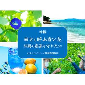 「幸せを呼ぶ」青いバタフライピーで沖縄の農業を救いたい。