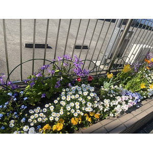 【東京都町田市】花の香り漂う美しいまちづくり　2023年度春の花壇コンクール受賞団体を発表！