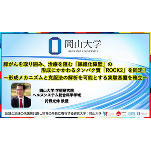 【岡山大学】膵がんを取り囲み、治療を阻む「線維化障壁」の形成にかかわるタンパク質「ROCK2」を同定！～形成メカニズムと克服法の解析を可能とする実験基盤を確立～