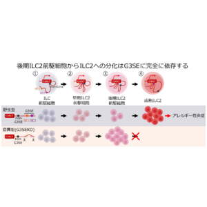 2型自然免疫細胞(ILC2)の新規分化メカニズムを解明～難治性アレルギー疾患の新規治療法開発に期待～