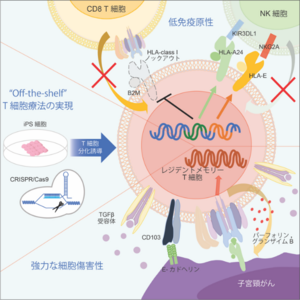 iPS細胞由来レジデントメモリーT細胞で子宮頸がん治療