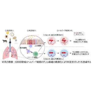 アレルギー疾患に関連するゲノム領域の重要性を解明～気管支ぜんそくの新規治療法の開発に期待～