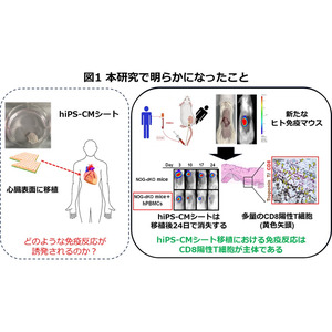 ヒトiPS細胞由来心筋細胞シート移植では、CD8陽性T細胞主体的な免疫拒絶反応が誘導される可能性がある