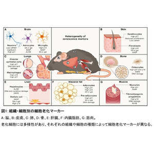 細胞老化研究のためのガイドラインを作成