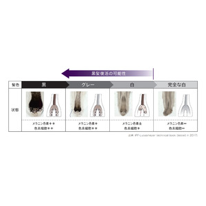 美白研究で培ったメラニン制御技術をヘアケアに応用「ブラックキノン」を発見