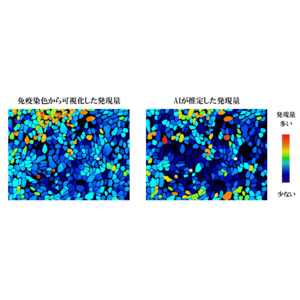 生きた細胞内のタンパク質発現量を推定するＡＩ技術を開発