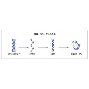 「内因」性の解決策を目指すアンチエイジング～asakadoブランドの挑戦、ユーザーテストは成功～