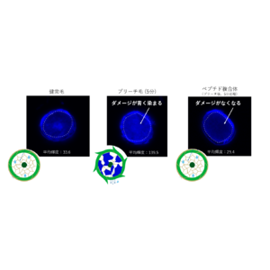 毛髪内部のダメージを可視化する革新的技術を確立