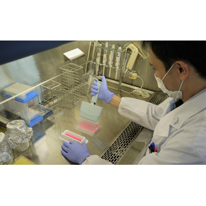 日機装、日本ベーリンガーインゲルハイム、金沢大学が共同研究　動物実験に代わり細胞実験で再現できる創薬研究用ヒト腎細胞の開発に成功、研究成果が科学誌に掲載