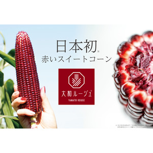 人気急上昇！【日本初*】赤いスイートコーン『大和ルージュ(R)』の収穫が今年も全国各地で始まりました！
