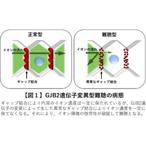 遺伝性難聴へのゲノム編集技術を開発