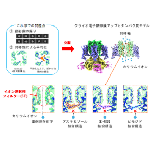 不整脈誘発薬剤との結合状態を解明 -副作用原因タンパク質hERGチャネルの構造が安全な薬設計を導く-