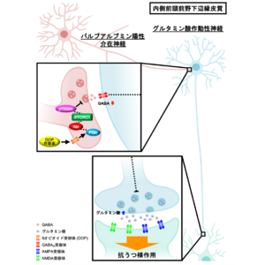 オピオイドδ受容体作動薬の即効性抗うつ作用の機序解明 ～臨床応用の実現に向け大きく前進～