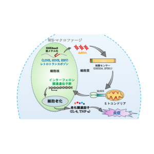 ウェルナー症候群に多い動脈硬化の発症メカニズムが明らかに～創薬開発への手がかりとなる動脈硬化研究の新たなプラットフォーム～