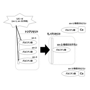 乳児用ミルクの脂質構造を母乳に近づけると脂肪酸の便中排泄が抑えられる