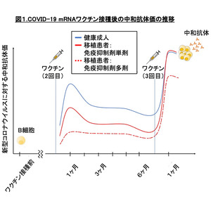 肝移植患者におけるCOVID-19 mRNAワクチンの免疫応答評価