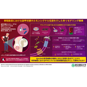 骨粗鬆症治療薬の新規ターゲット遺伝子を発見 ～副甲状腺ホルモンを介した薬理作用の一端を解明～