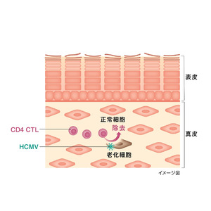 皮ふの免疫細胞が老化細胞を除去する新たなメカニズムを明らかに　～皮ふの免疫機能が老化を予防している可能性を発見、Cell誌へ掲載～