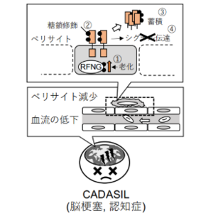 遺伝性脳小血管病を促す変異タンパク質蓄積の機構解明～NOTCH3 CADASIL変異型タンパク質は糖鎖修飾によって蓄積する～