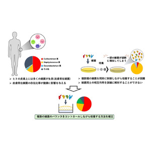 ヒトの皮膚細菌叢を生体外で再現できる新たな培養法の開発に成功 ～皮膚疾患治療法や肌にやさしい化粧品開発への応用に期待～