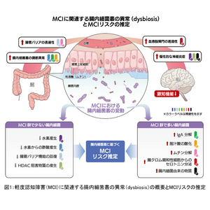 軽度認知障害（MCI）に関連する腸内細菌叢の異常を解明、腸内細菌叢の組成データを用いたMCIの診断（リスクの推定）方法を開発