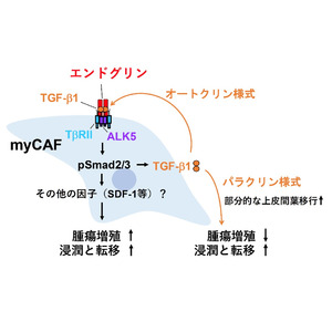 乳がんの悪性化に関わるがん関連線維芽細胞の新たな仕組みを解明