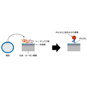 電子顕微鏡技術を駆使して高機能膜脂質の超微細分布を解明