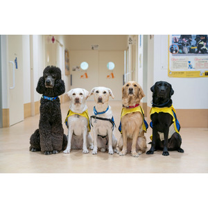 【2026年度研修生募集決定】介助犬等の育成に携わる職員を目指してみませんか？