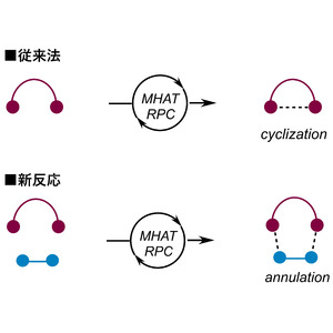 【武蔵野大学×北海道大学】コバルト触媒を用いて多様な低分子骨格の構築を実現