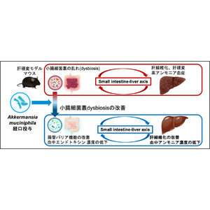 小腸の細菌が肝臓の線維化に関わることが判明、常在菌アッカーマンシア ムシニフィラが改善を促進