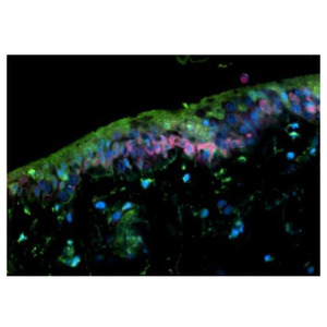 摘出皮膚※1の長期培養技術と立体的かつ動的な変化の観察（4Dイメージング）に成功