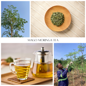 奇跡の木・モリンガのお茶「MAGO MORINGA TEA」10月23日（水）より発売