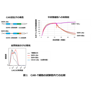 悪性中皮腫に対する新しいキメラ抗原受容体T細胞療法の開発